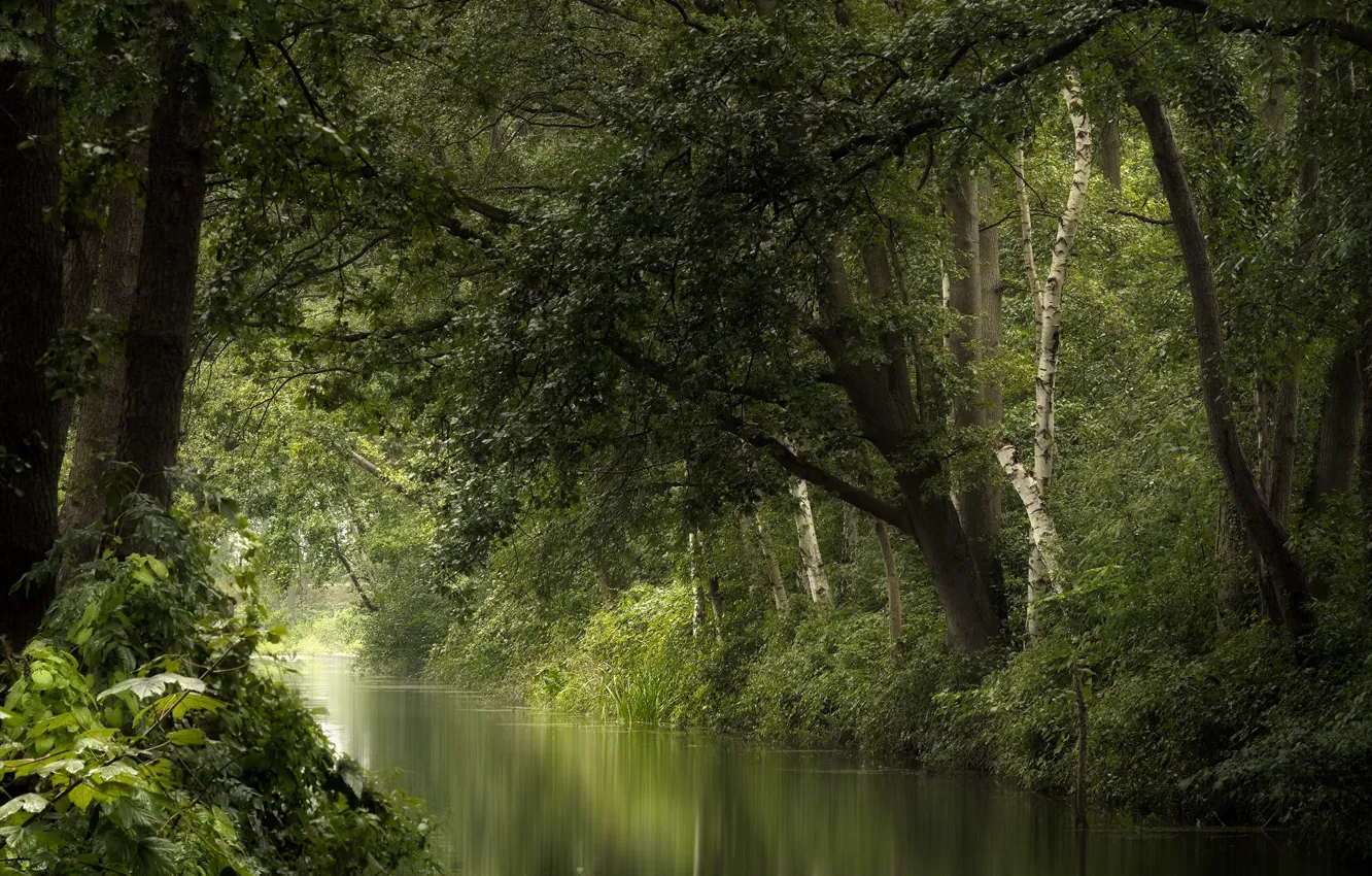 Photo wallpaper forest, summer, river