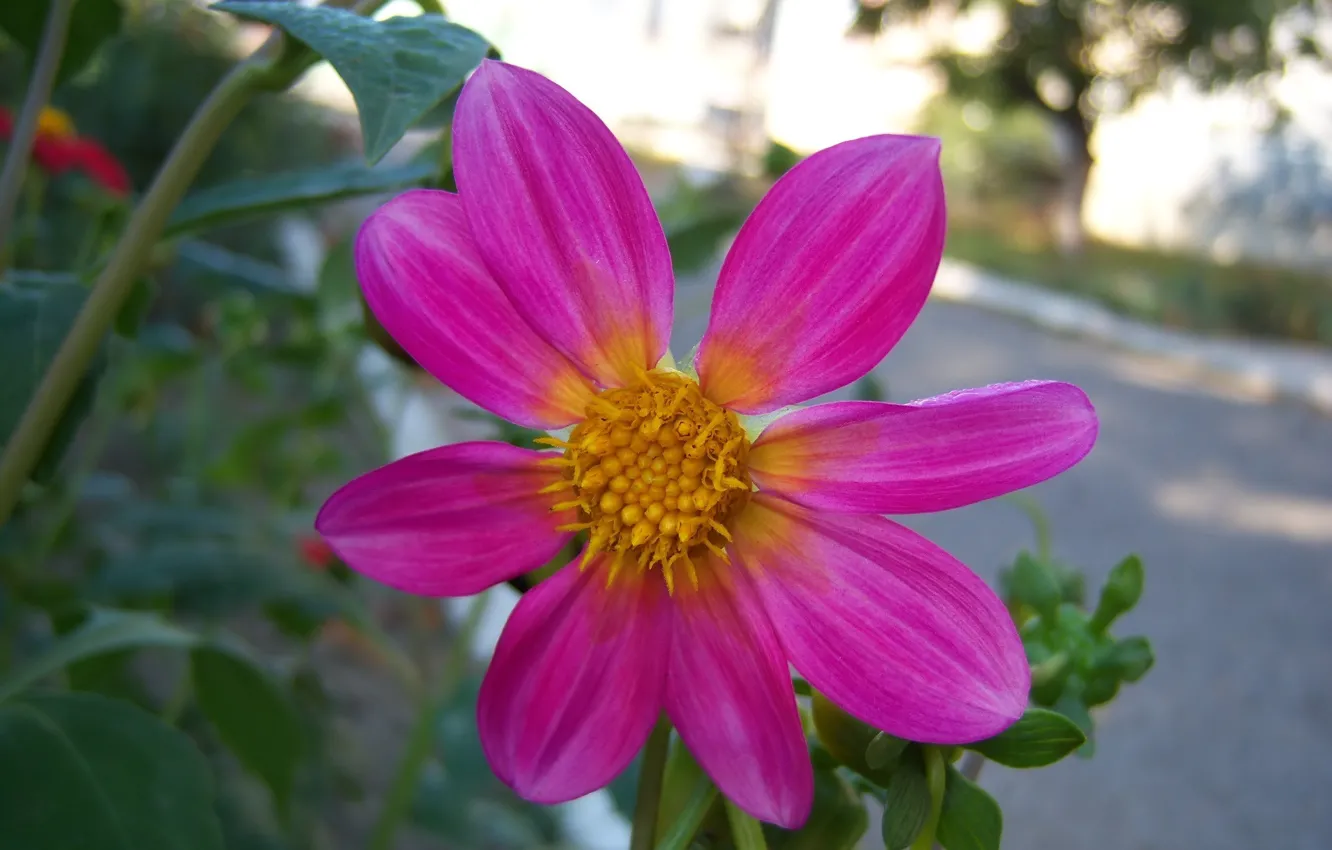 Photo wallpaper dahlias, summer, morning, Meduzanol ©, flowers