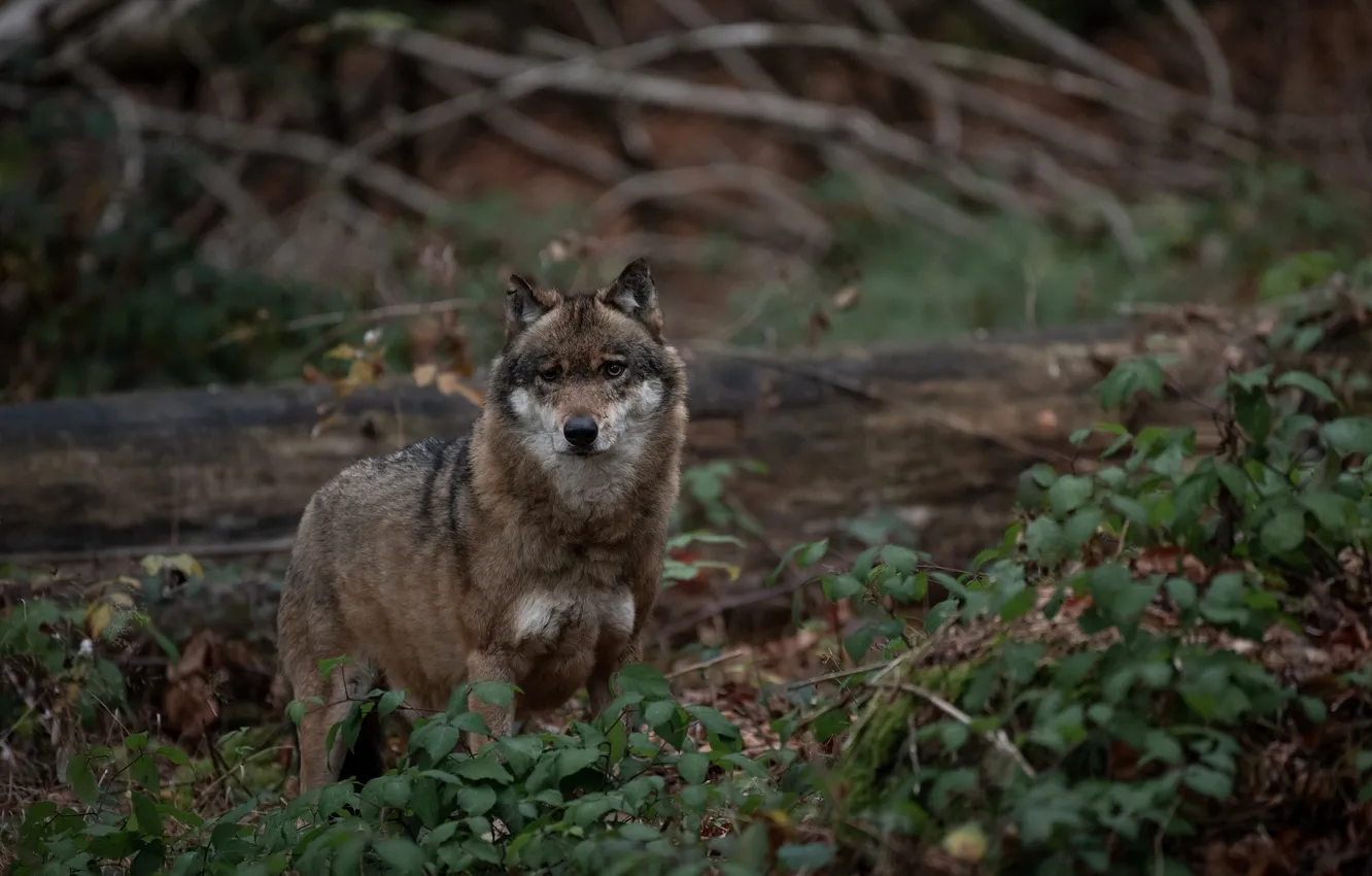 Photo wallpaper Predator, nature, snow, face, animal, wolf, canis lupus, wildlife