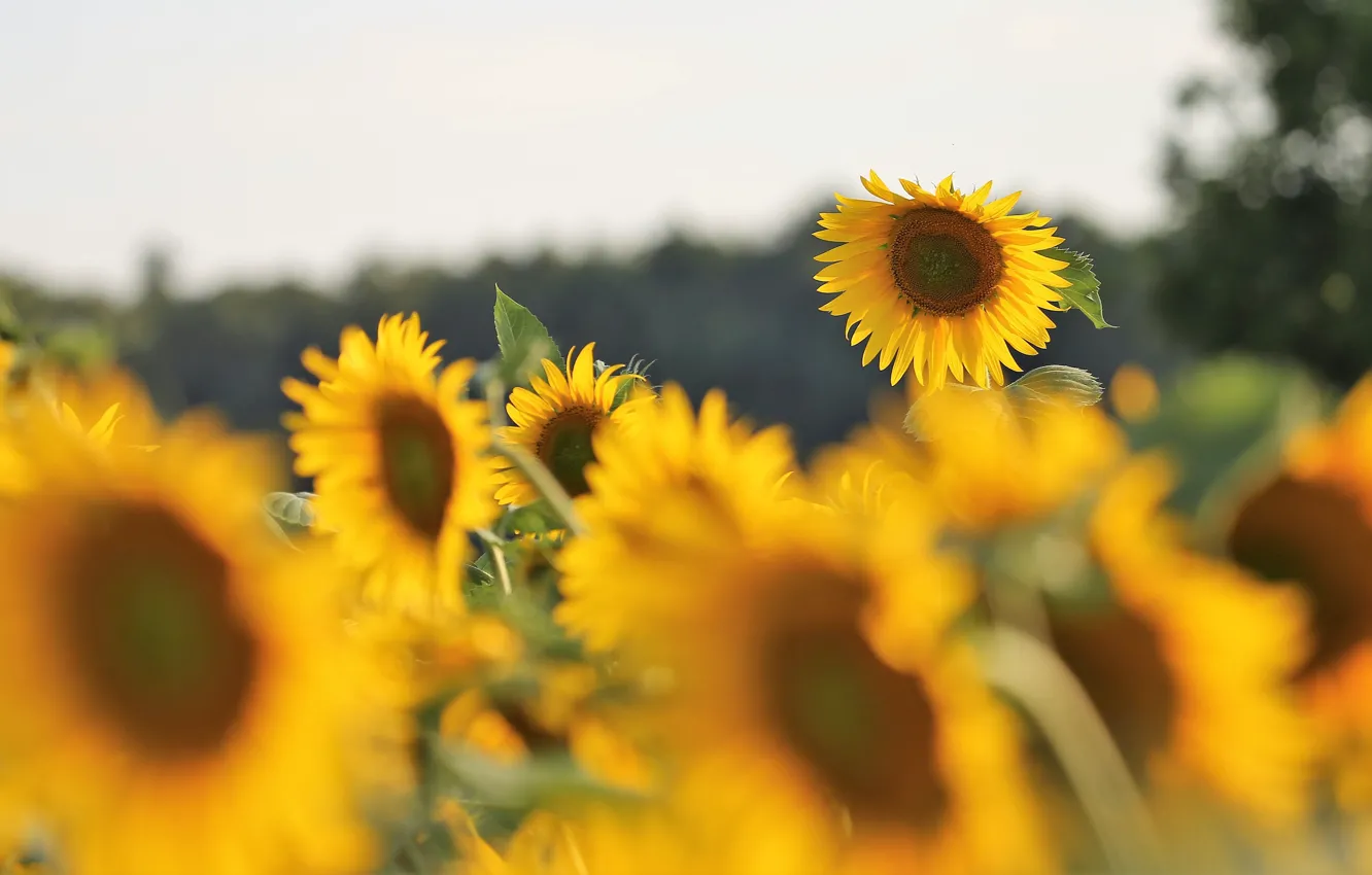 Photo wallpaper field, summer, the sky, sunflowers, flowers, yellow, a lot, sunflower