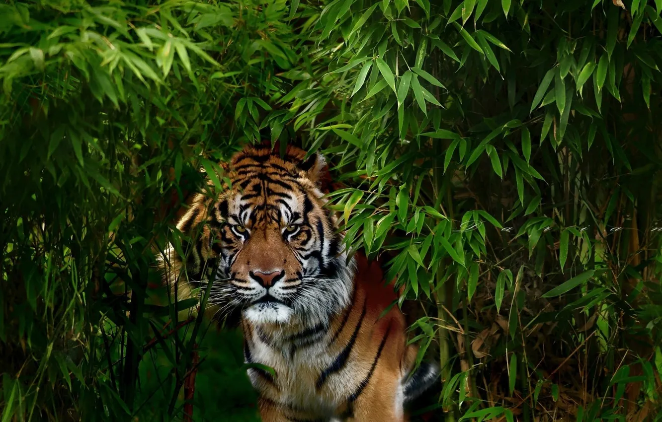 Photo wallpaper look, nature, tiger, animal, danger, plant, predator, jungle
