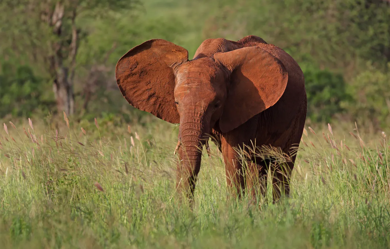 Photo wallpaper grass, face, nature, elephant, walk, ears, trunk, elephant