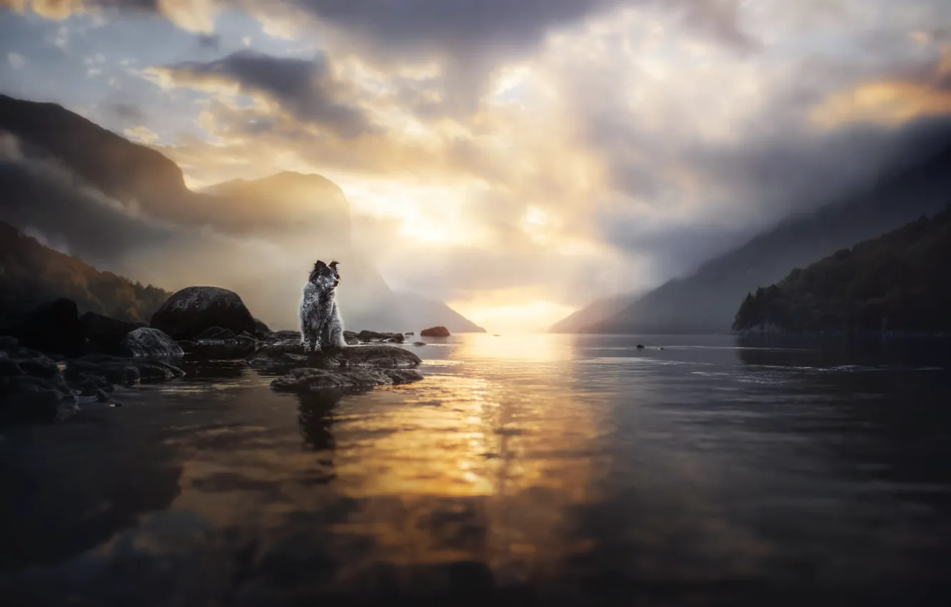 Photo wallpaper clouds, nature, pose, fog, stones, shore, dog, pond