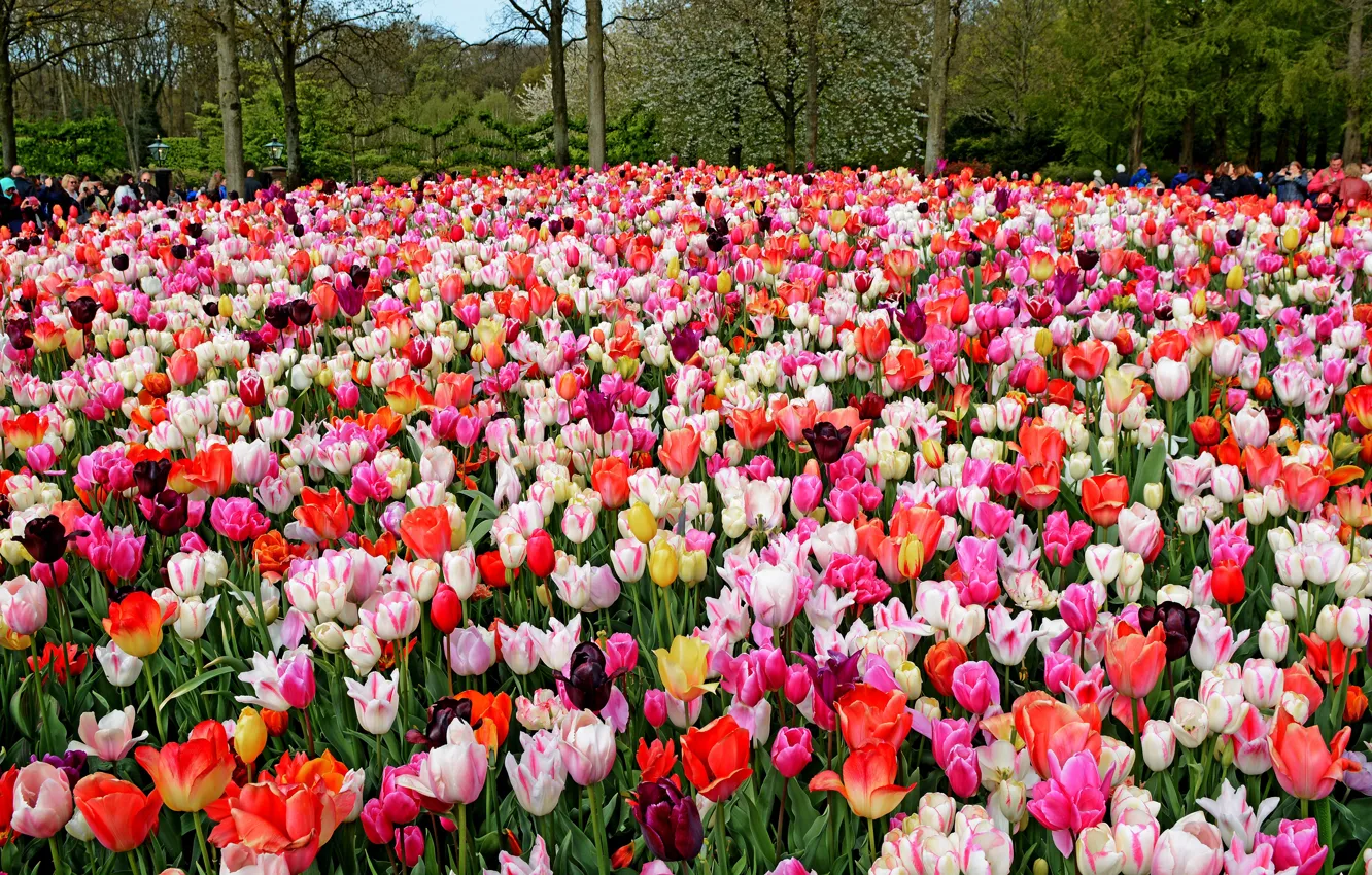 Photo wallpaper flowers, glade, people, beauty, spring, tulips, buds, flowerbed