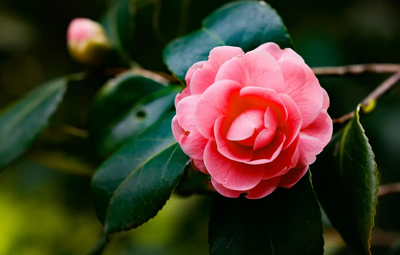 Photo wallpaper leaves, flowers, pink, flowering, Camellia