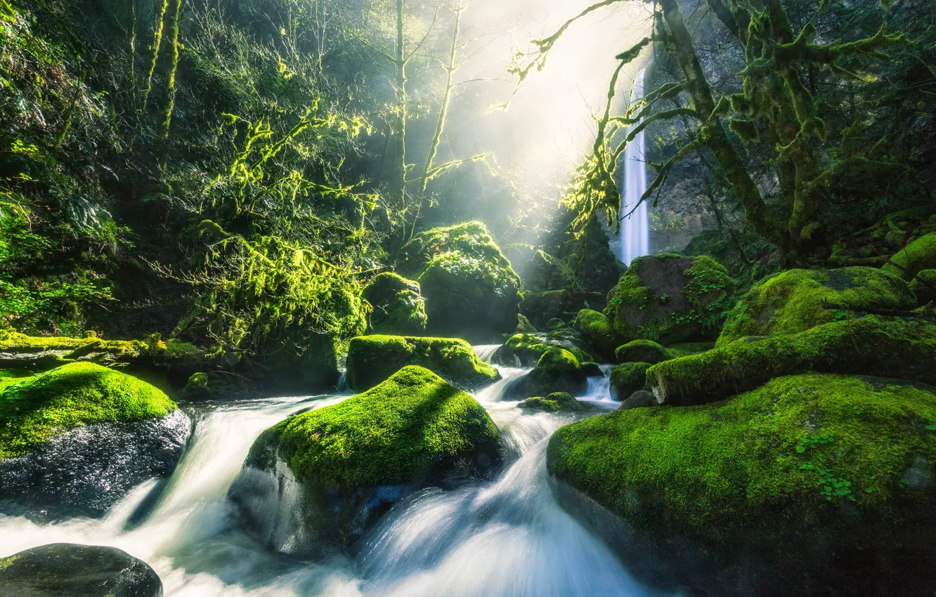 Photo wallpaper forest, light, stones, for, waterfall, moss