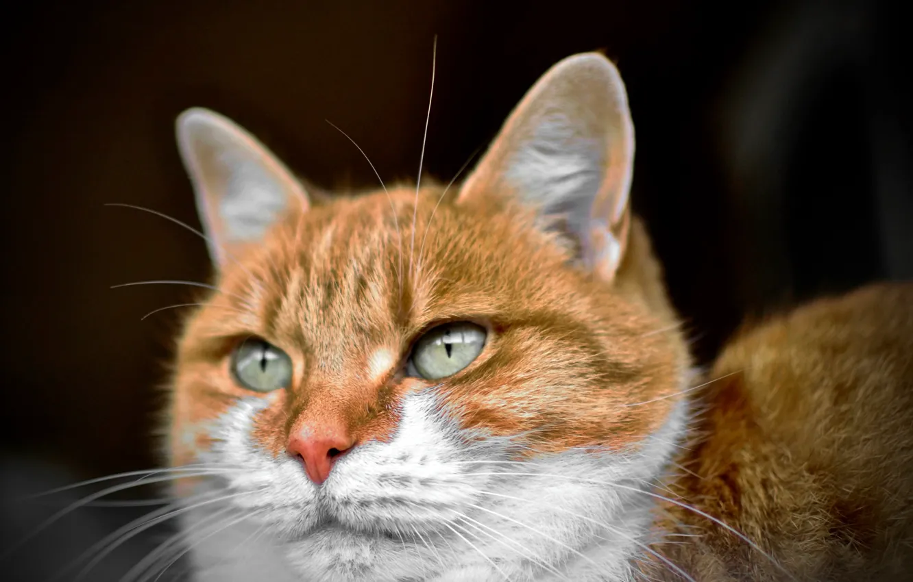 Photo wallpaper green eyes, Cat, animal, fur, ears, whiskers, feline, snout