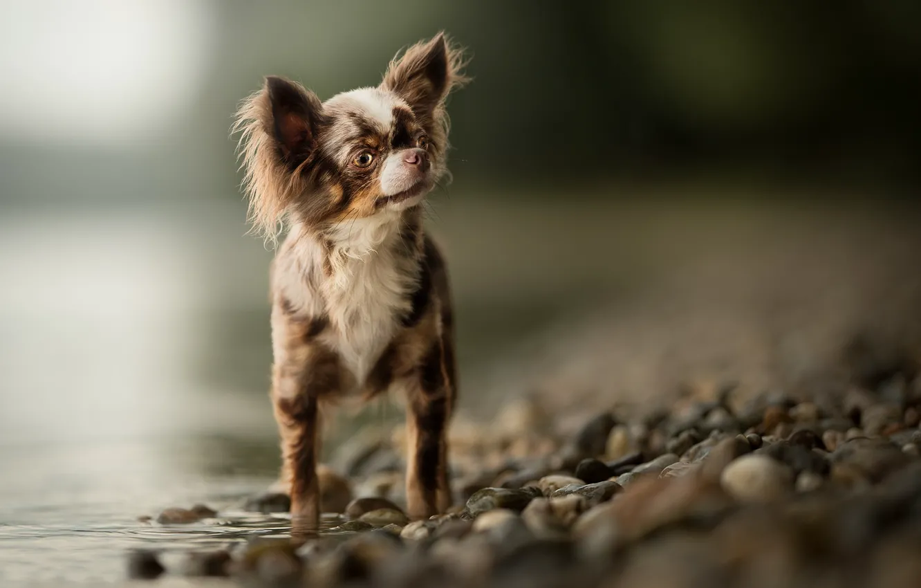 Photo wallpaper water, bokeh, Chihuahua, dog