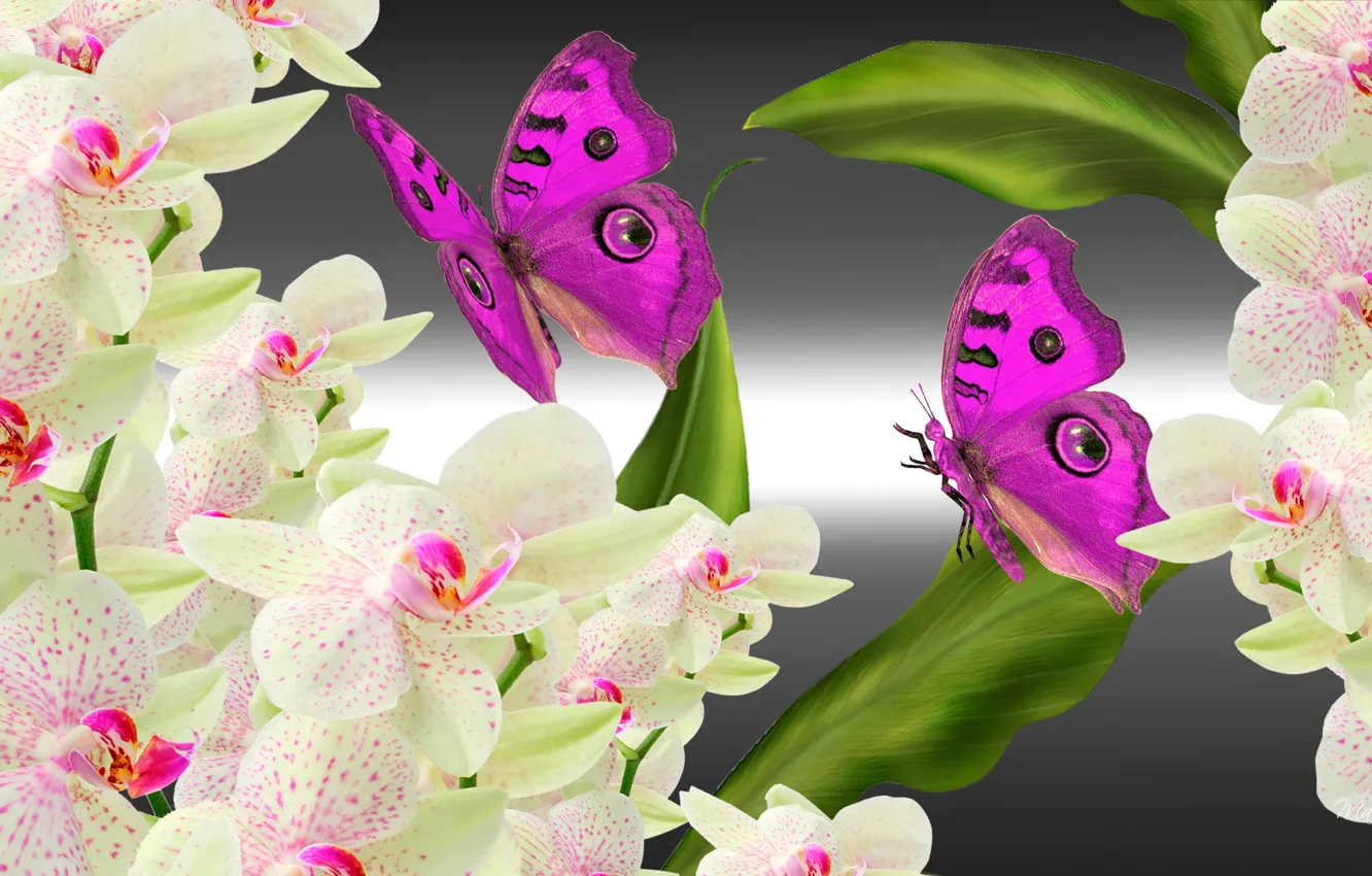 Photo wallpaper flowers, collage, butterfly, Orchid