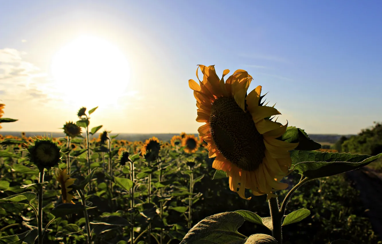 Photo wallpaper summer, sunflowers, flowers, garden