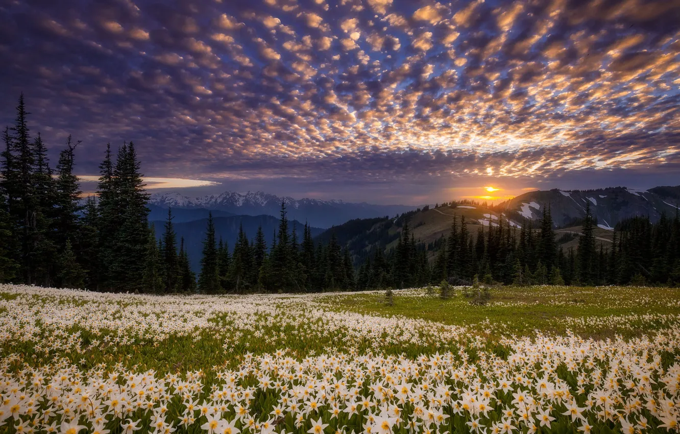 Photo wallpaper forest, clouds, sunset, flowers, mountains, glade, spring, daffodils