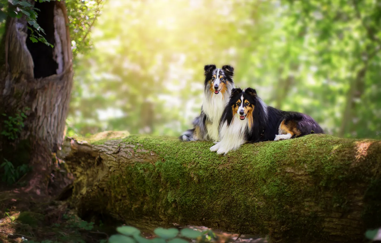 Photo wallpaper forest, language, dogs, summer, look, leaves, light, branches