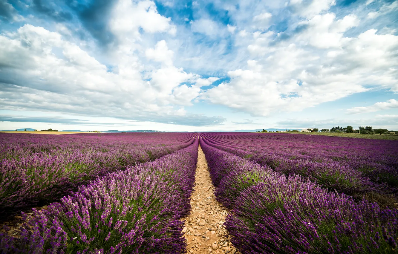 Photo wallpaper the way, horizon, lavender, lavender, horizon, path, field of lavender, lavender field