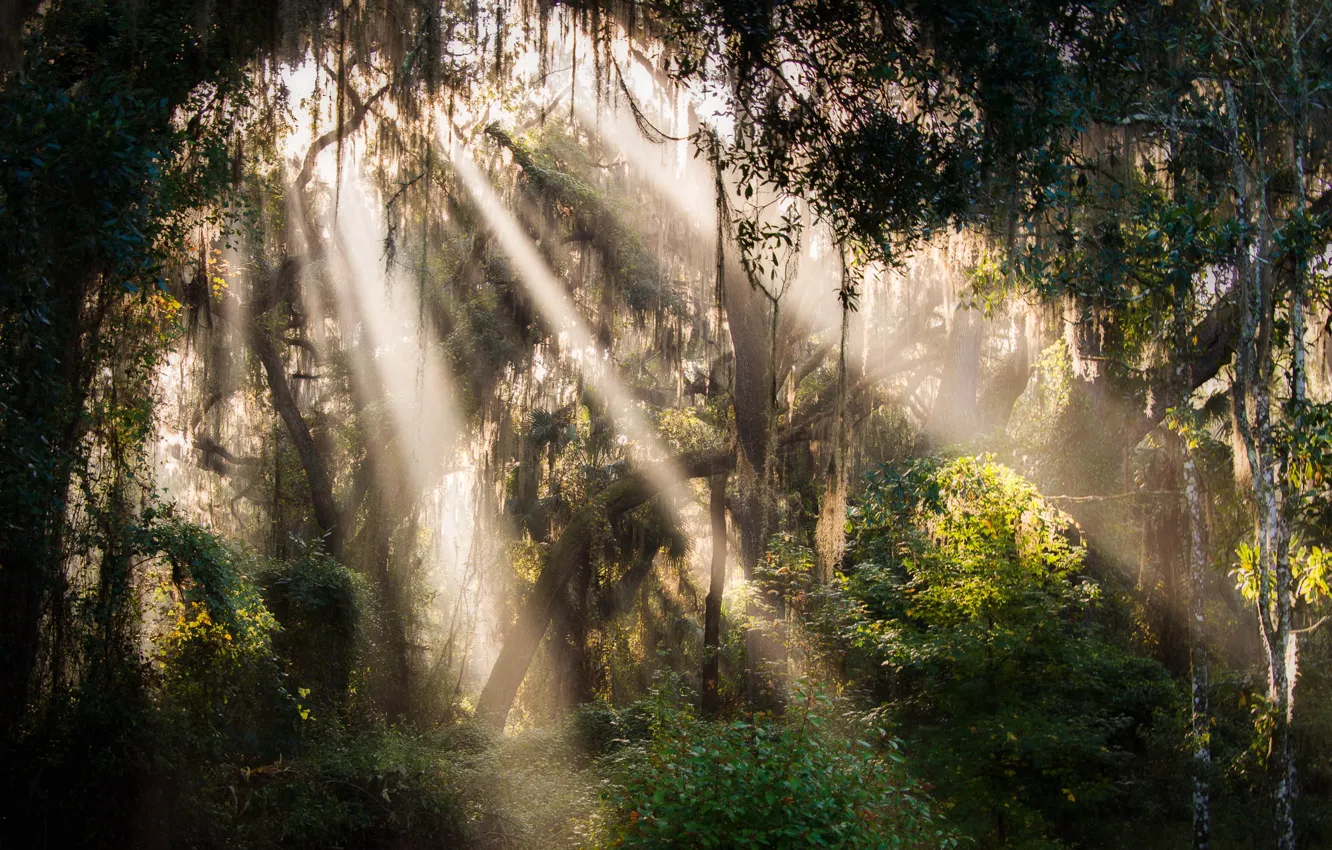 Photo wallpaper forest, thicket, The Flow Of Light