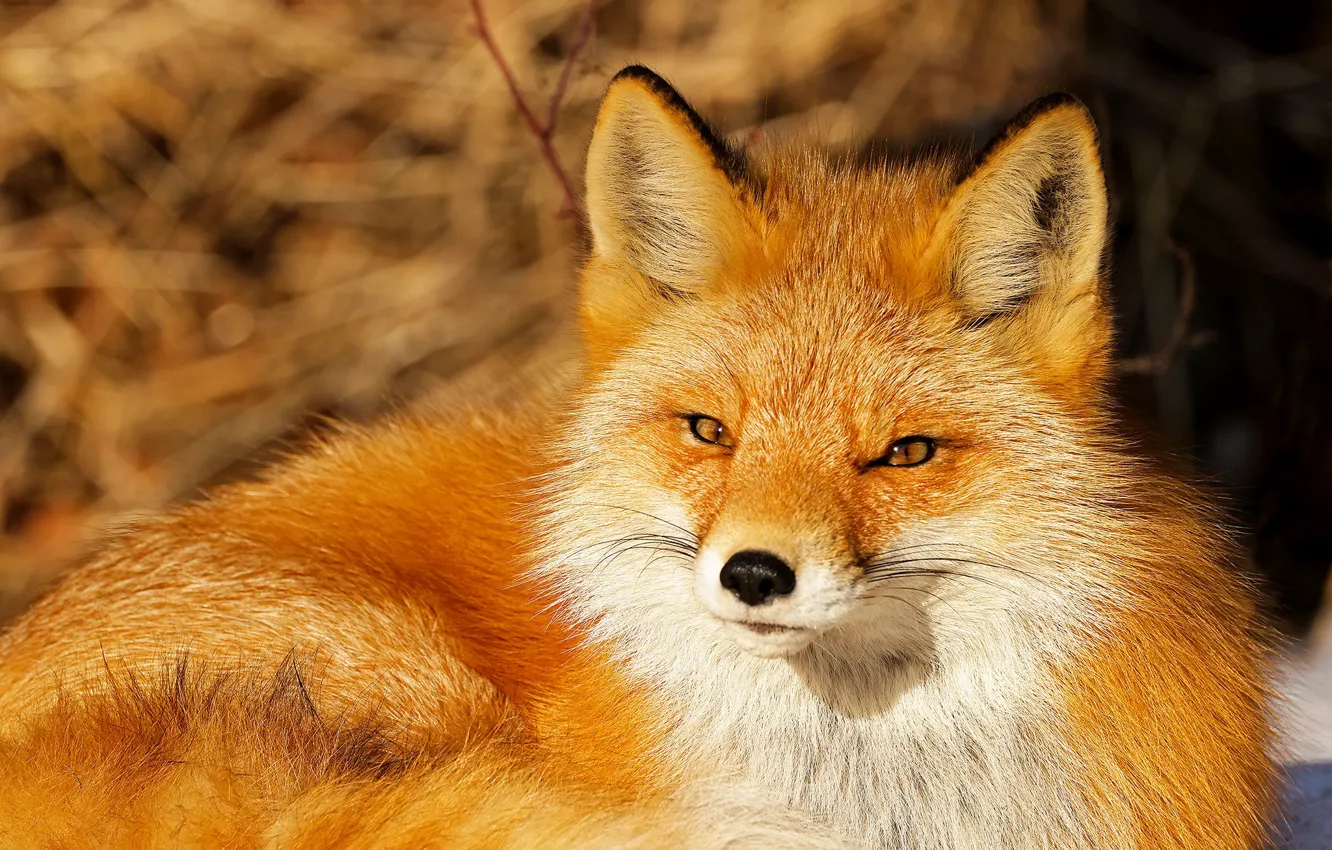 Photo wallpaper look, face, Fox, red