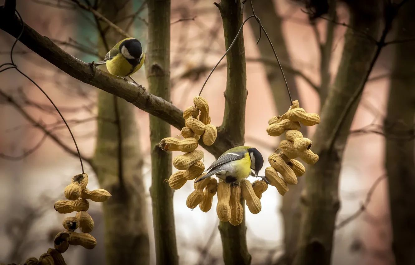Photo wallpaper birds, nature, nuts