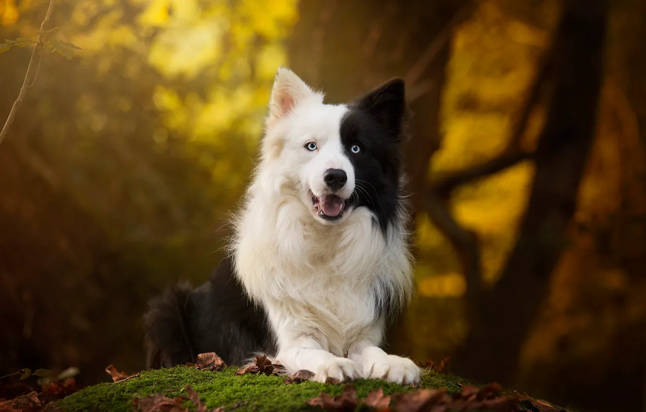 Photo wallpaper autumn, forest, look, leaves, dog, black and white, the border collie