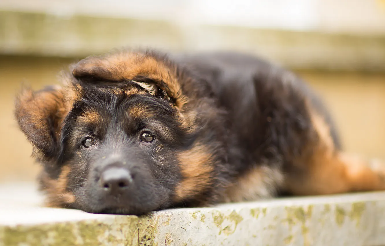 Photo wallpaper dog, puppy, German shepherd