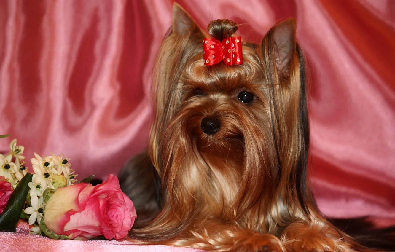 Photo wallpaper photo, animal, roses, dog, Yorkshire Terrier