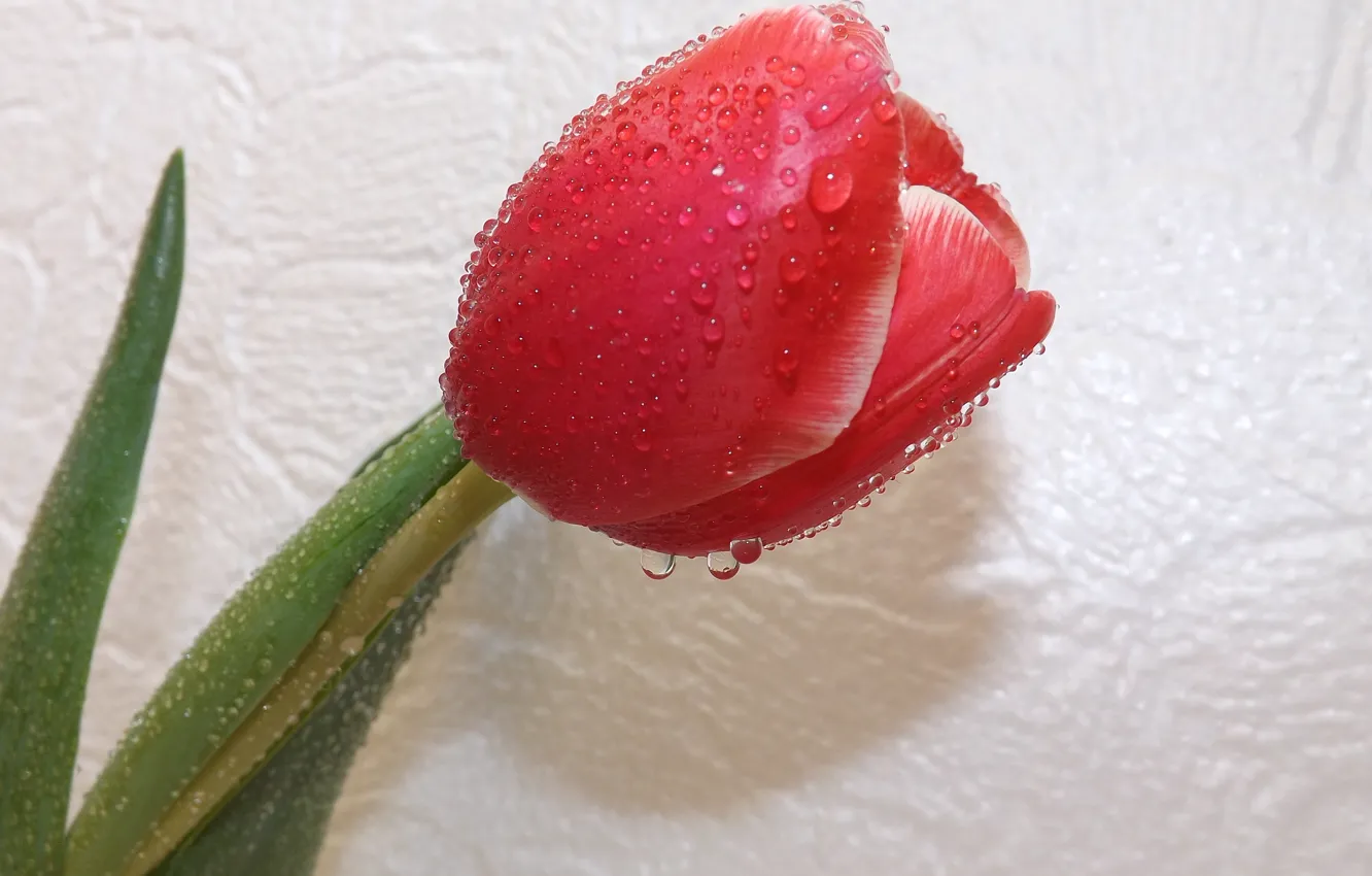 Photo wallpaper flower, drops, Tulip, spring
