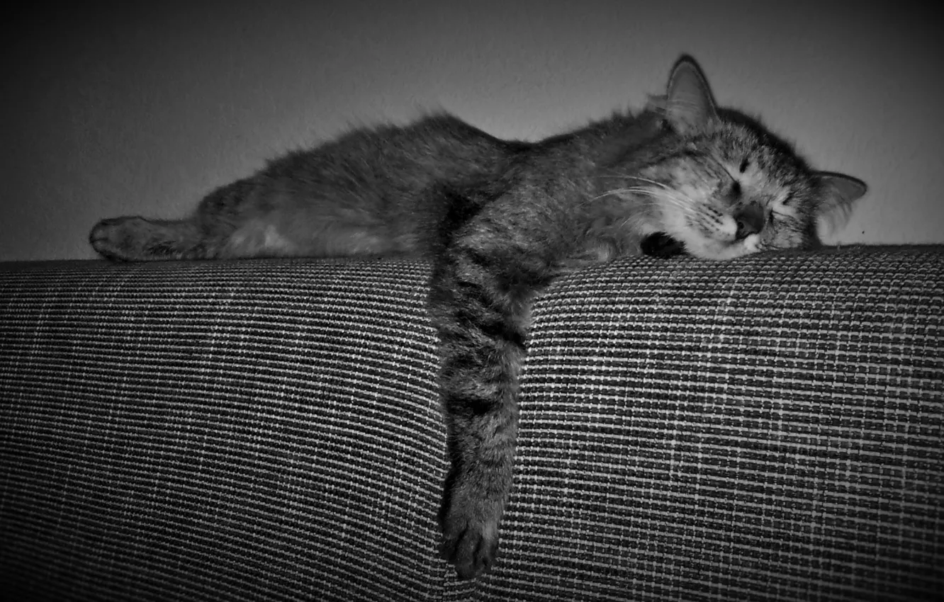 Photo wallpaper cat, quiet hours, Bob