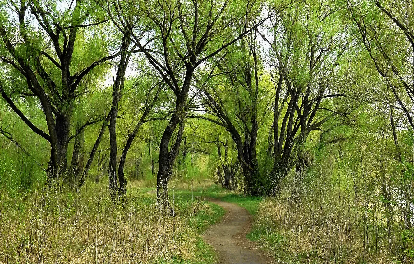 Photo wallpaper greens, forest, Spring, willow, Siberia