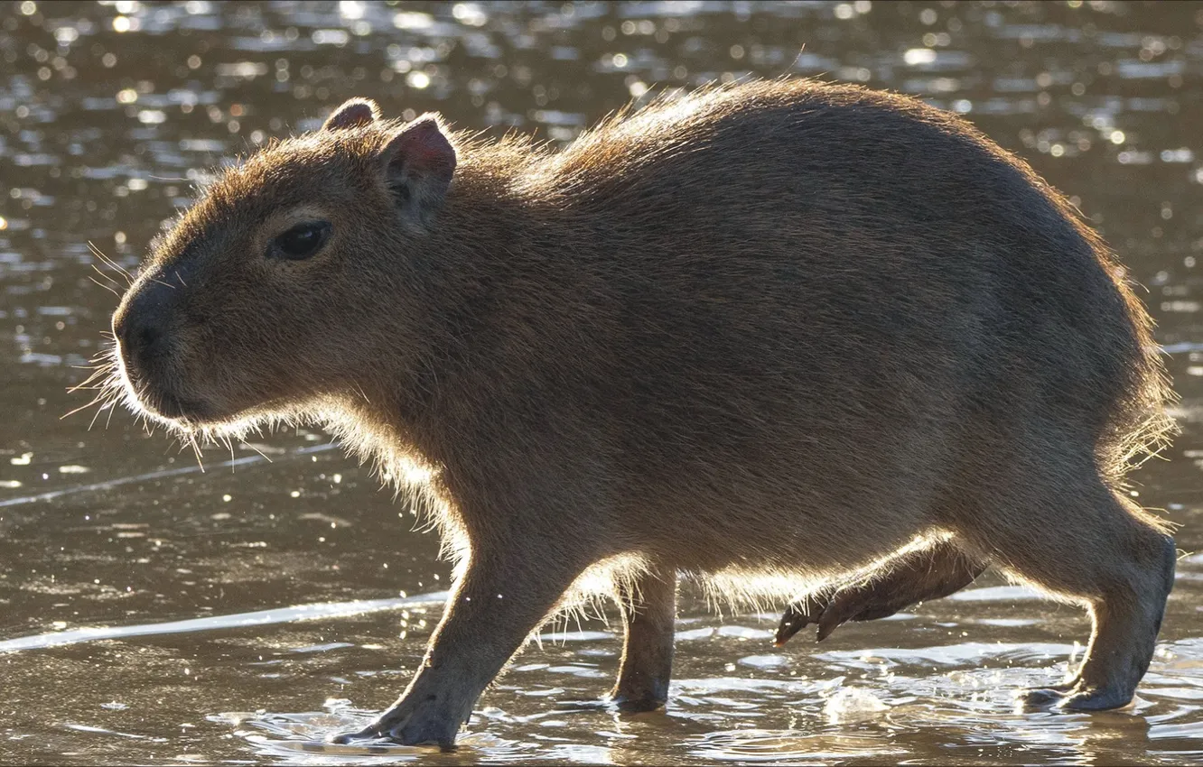 Photo wallpaper nature, animal, animal, rodent, wildlife, rodent, slow, the capybara