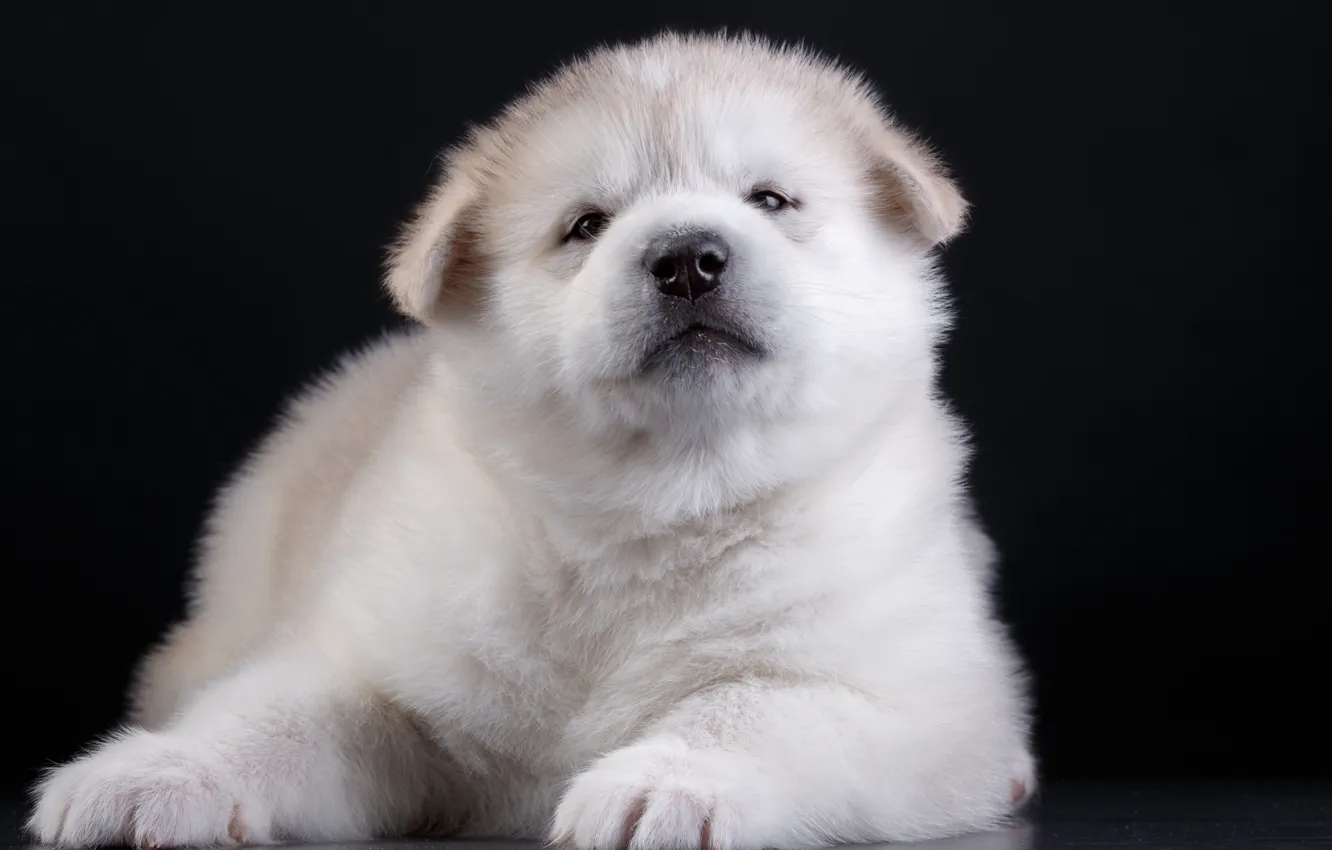 Photo wallpaper puppy, funny, Akita