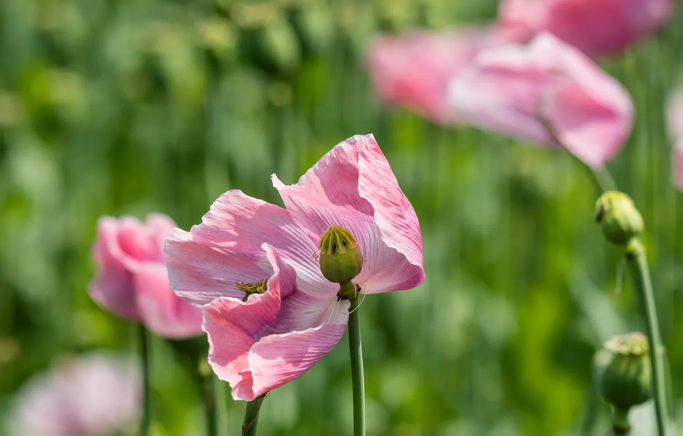 Photo wallpaper summer, nature, Maki
