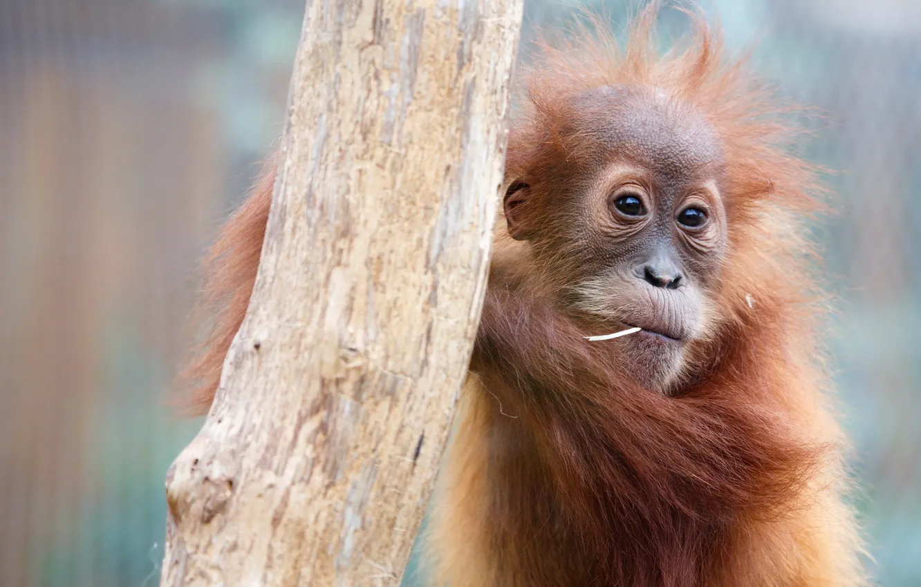 Photo wallpaper background, monkey, zoo