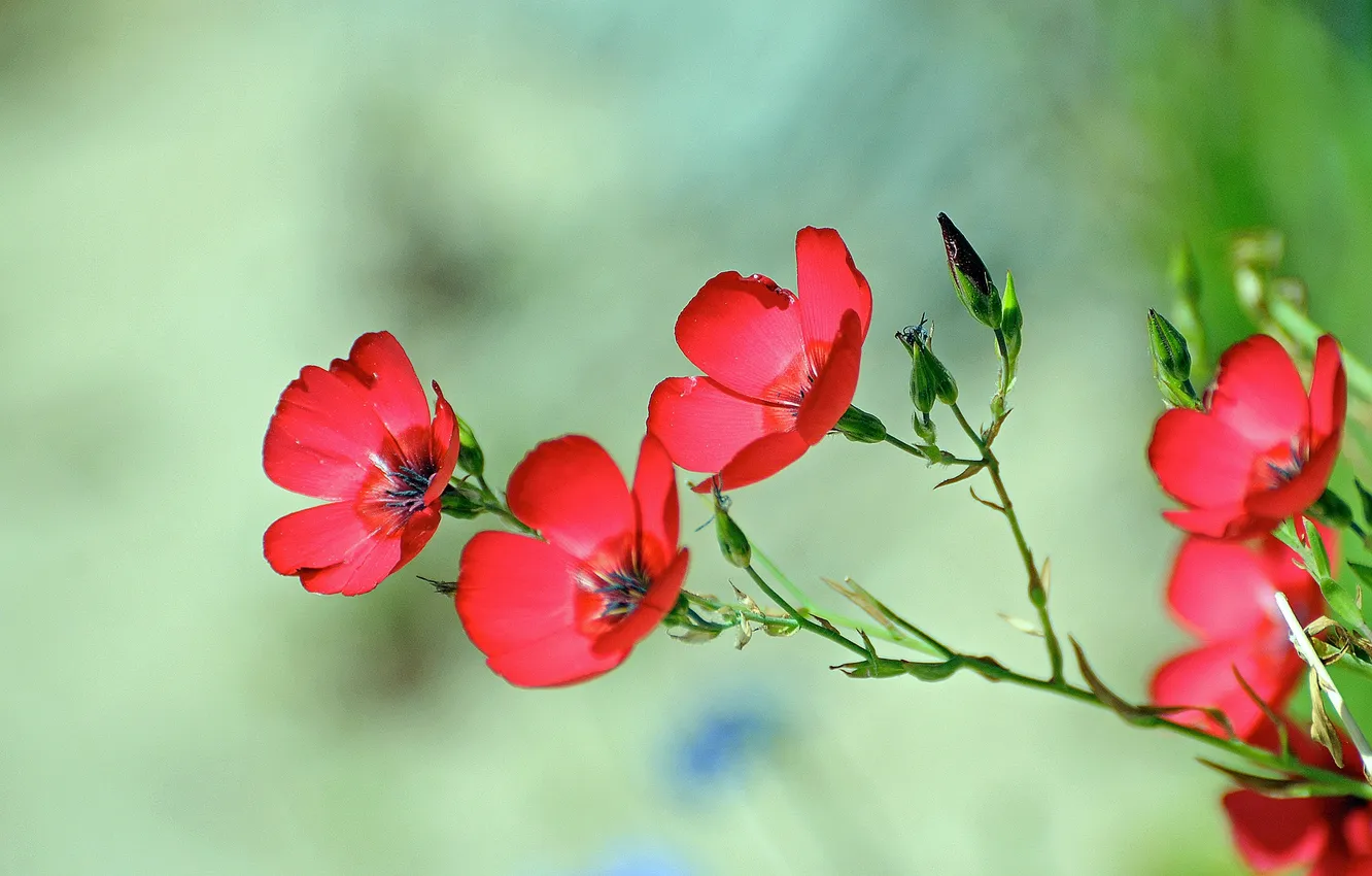 Photo wallpaper nature, petals, stem