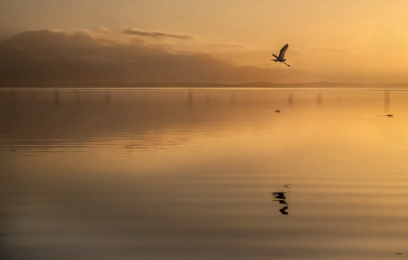 Photo wallpaper sunset, lake, bird
