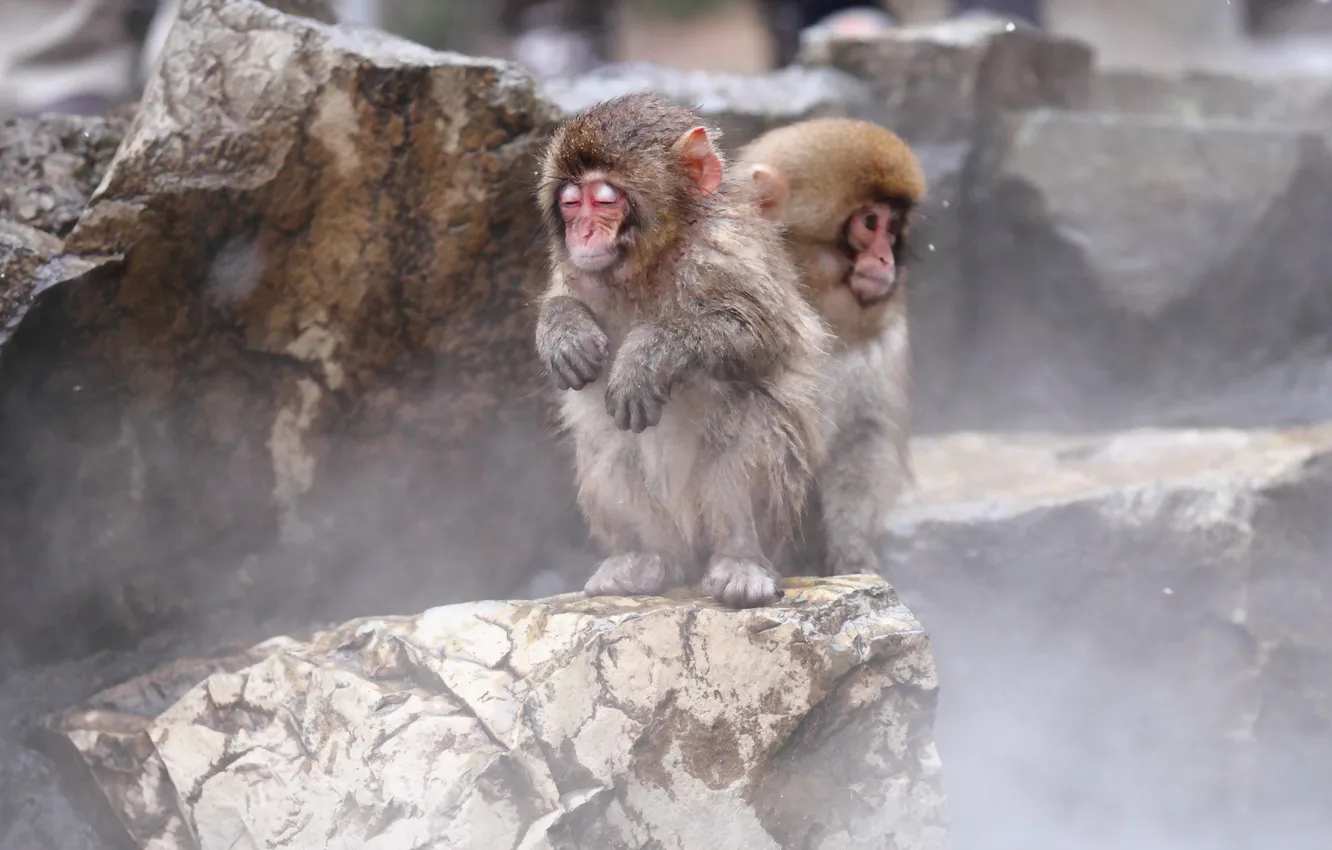 Photo wallpaper nature, background, Japan, Nagano, Snow Monkey