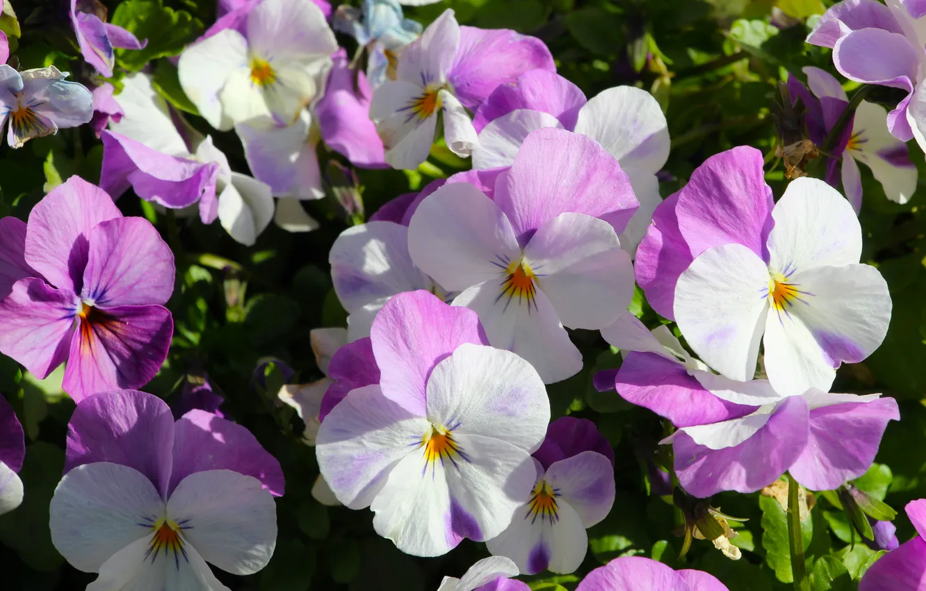 Photo wallpaper spring, blooming, Pansies