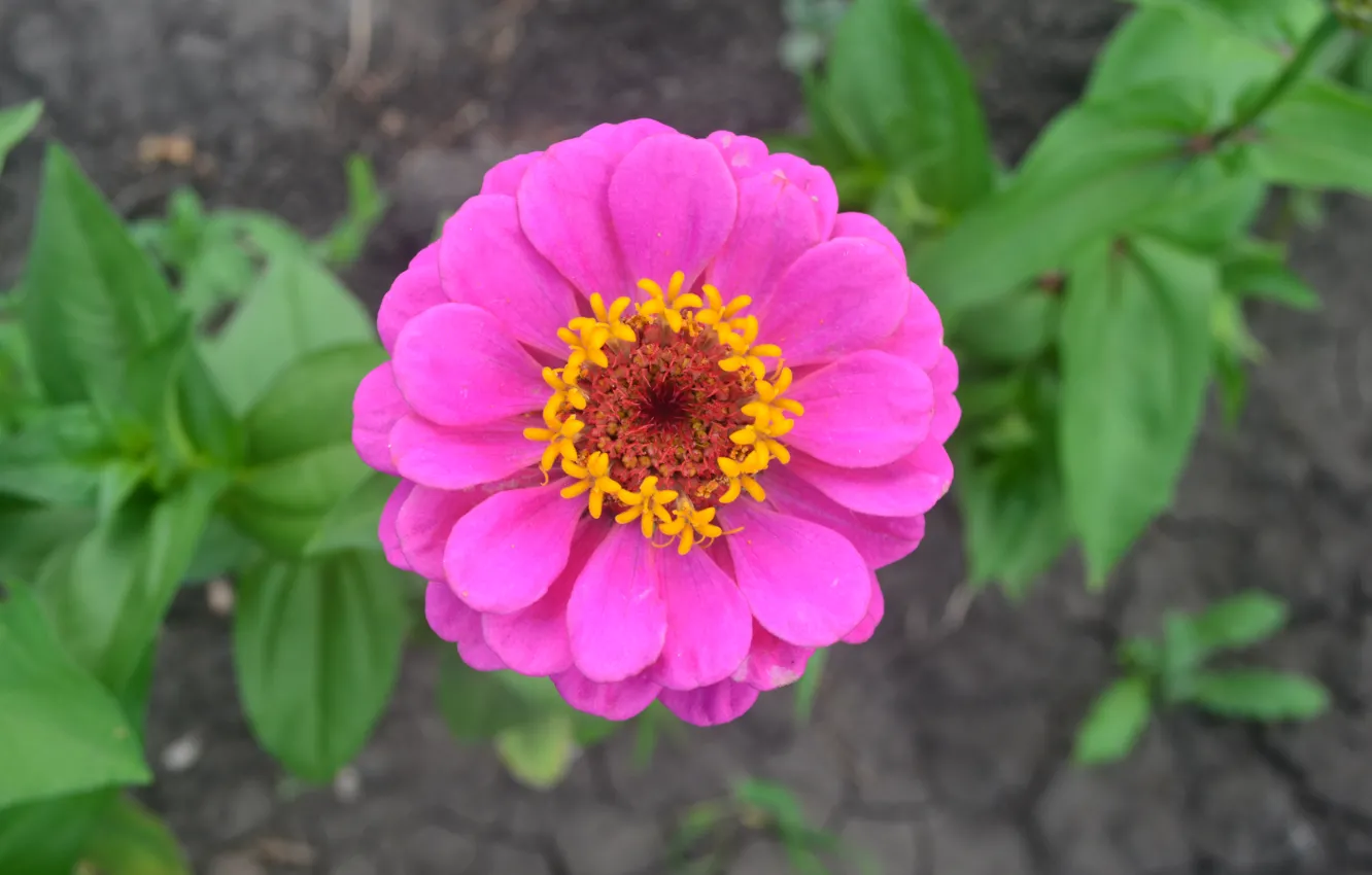 Photo wallpaper leaves, green, petals, pink, zinnia