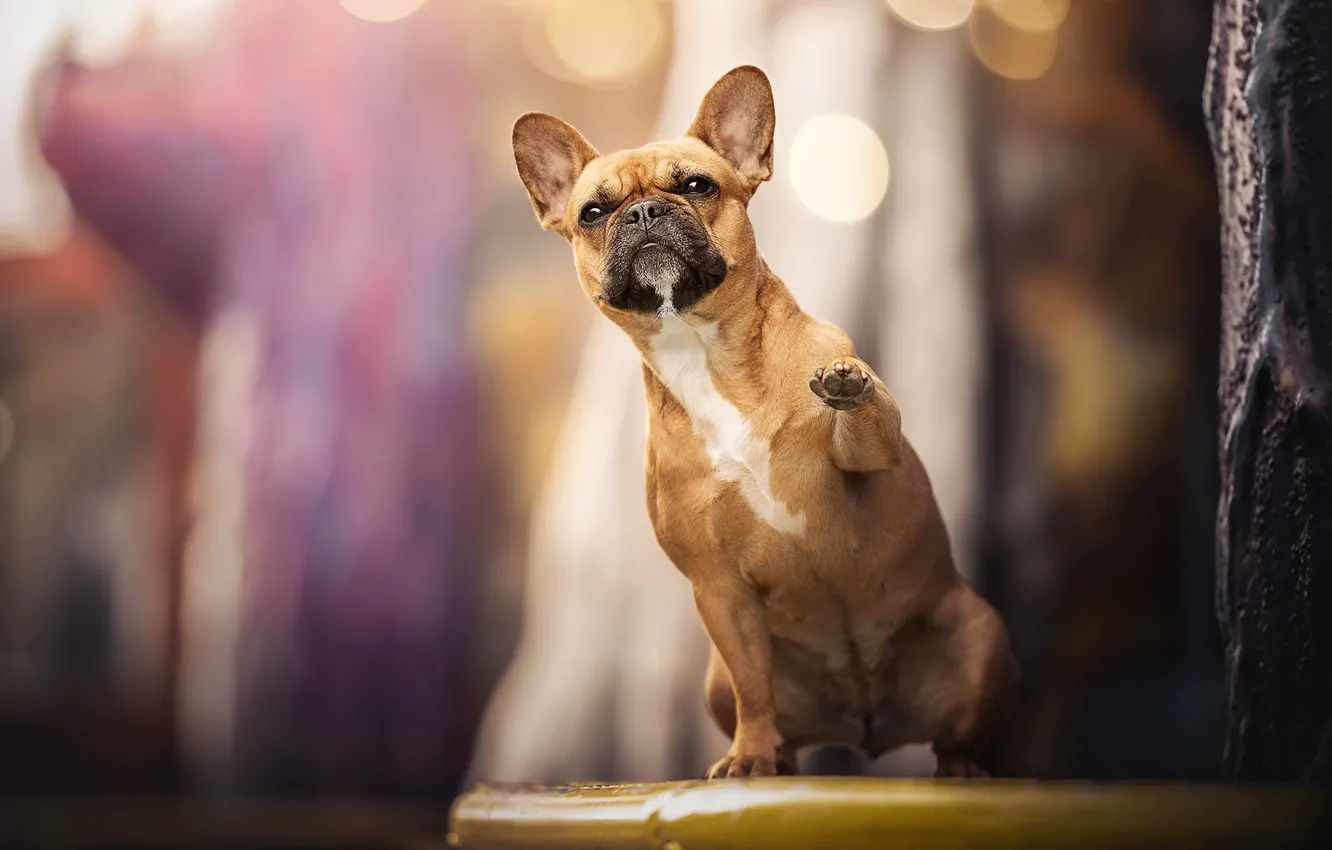 Photo wallpaper dog, paws, blur, French bulldog