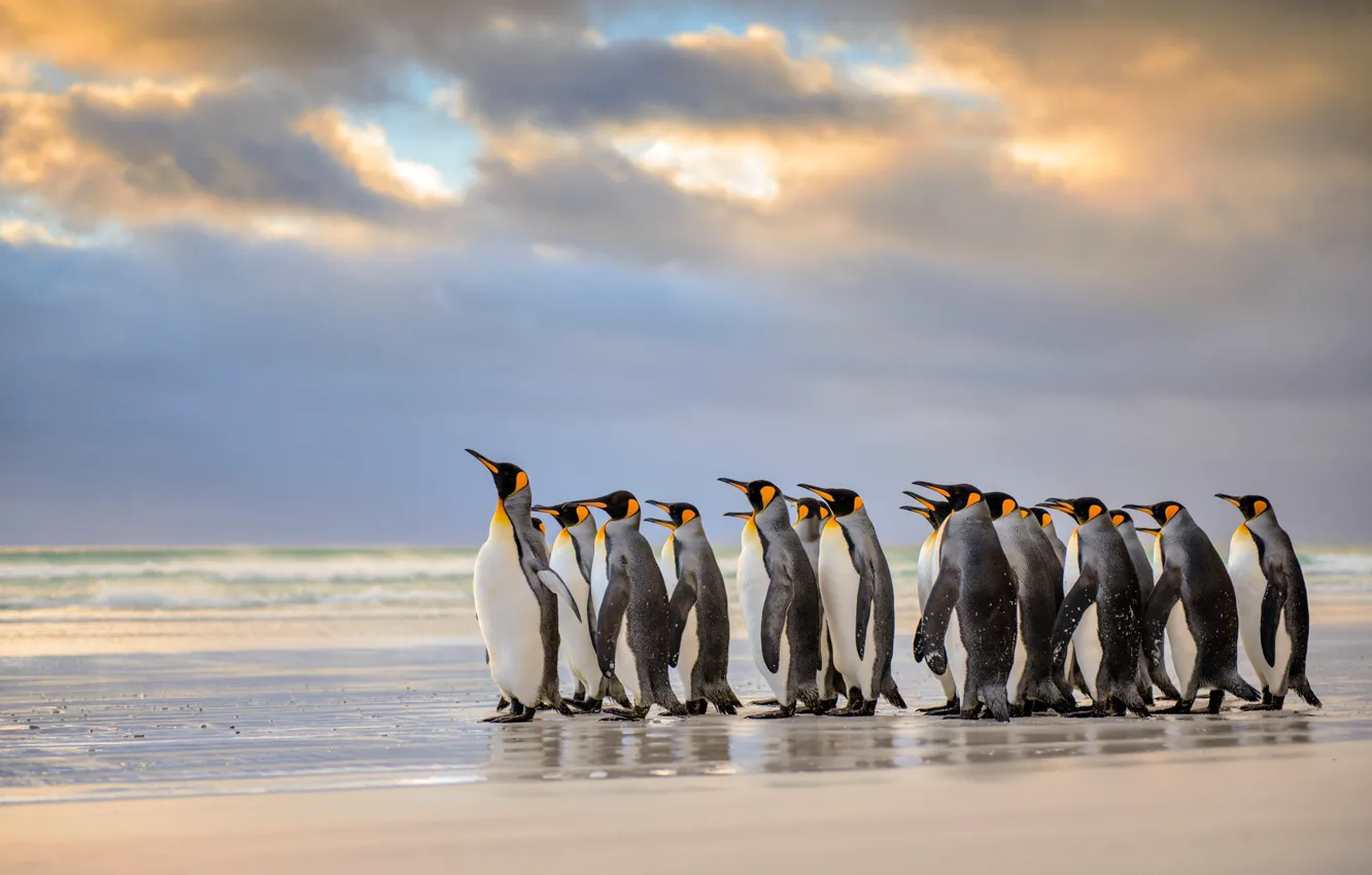Photo wallpaper beach, The Atlantic ocean, Royal penguins, Falkland Islands