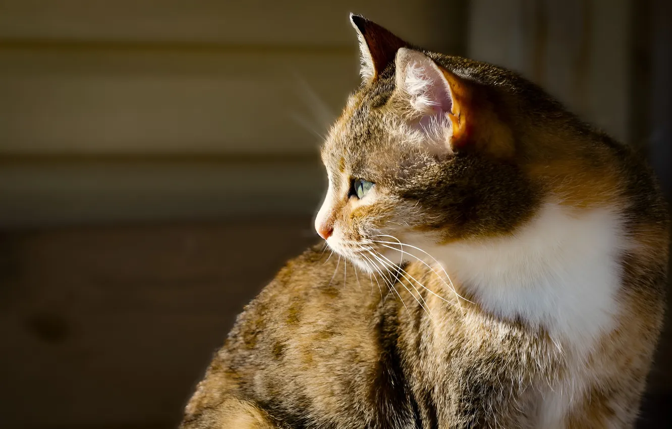 Photo wallpaper cat, wool, muzzle, Shorthair