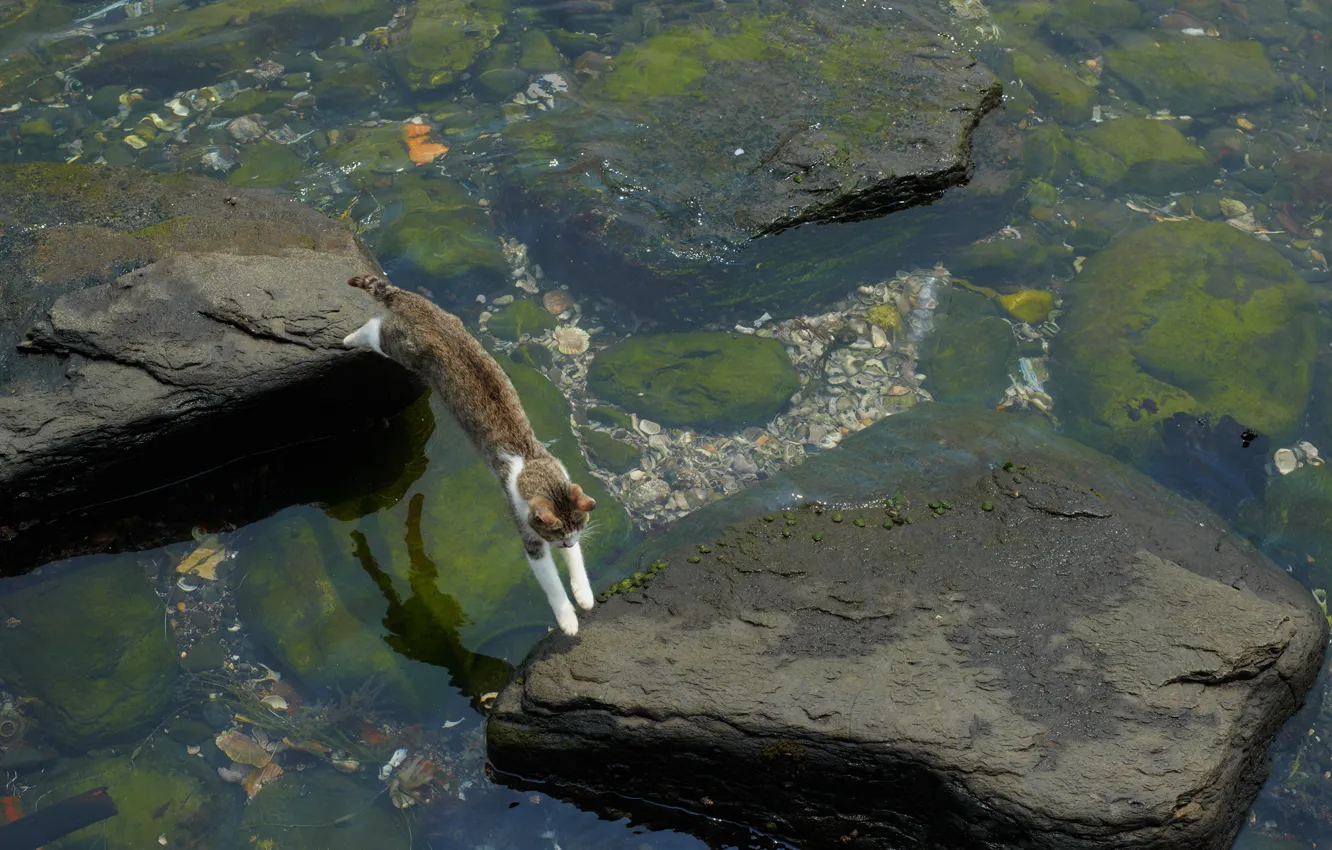 Photo wallpaper cat, water, algae, stones, jump, stranded