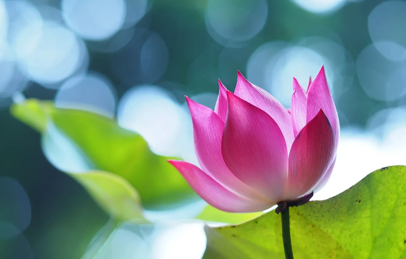 Photo wallpaper macro, glare, petals, Lotus