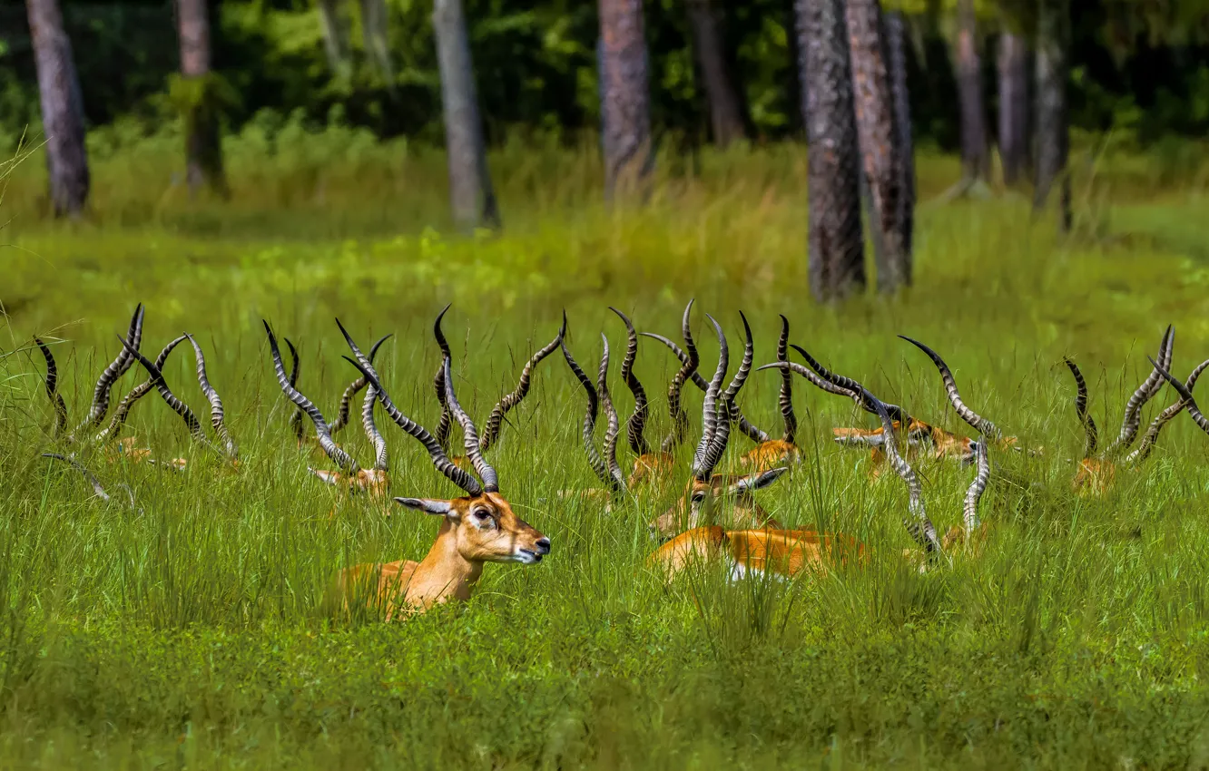 Photo wallpaper forest, grass, nature, stay, lies, horns, a lot, the herd