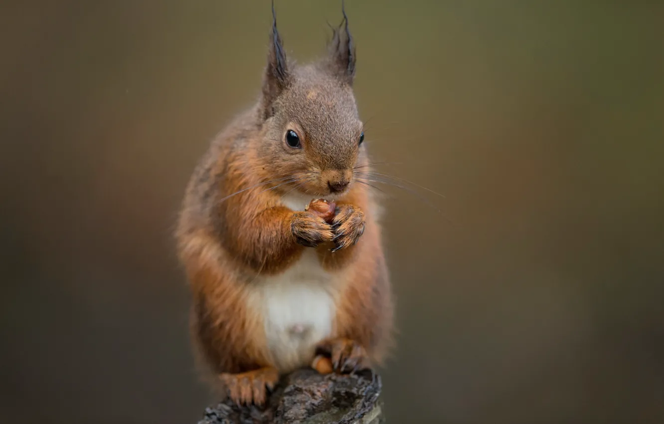 Photo wallpaper food, stump, protein, nuts
