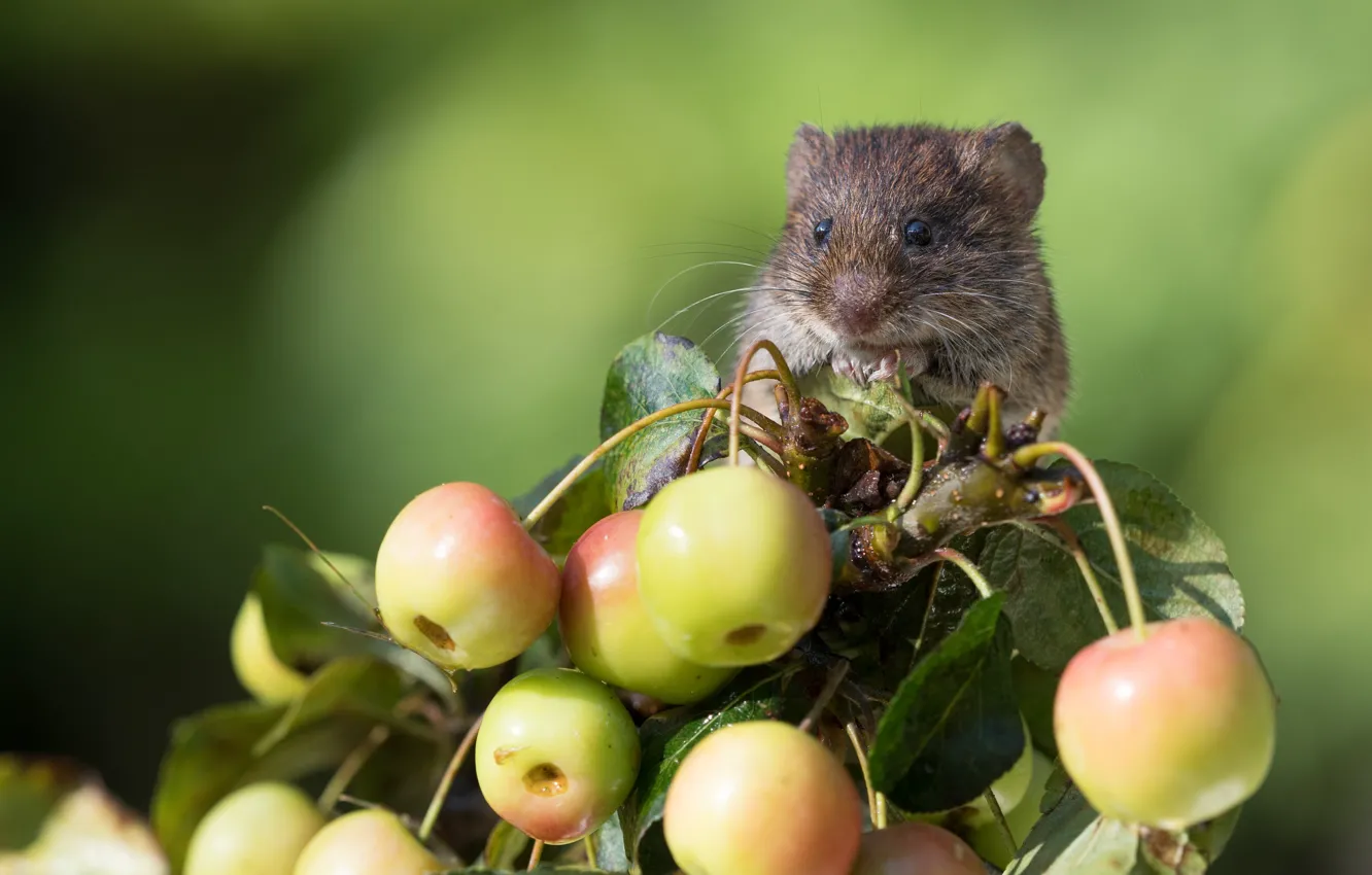 Photo wallpaper background, rodent, apples, Bank vole