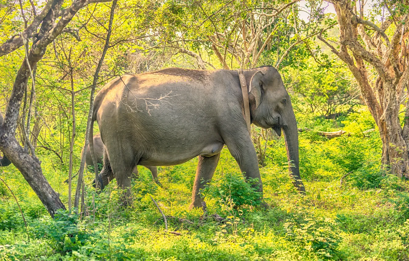 Photo wallpaper greens, forest, grass, the sun, trees, elephants, the bushes, Sri Lanka