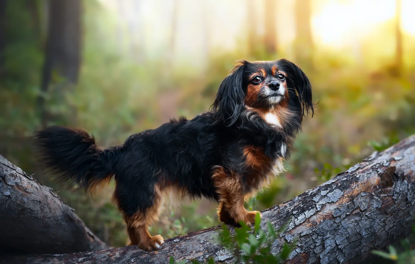 Photo wallpaper forest, look, light, nature, pose, Park, black, dog