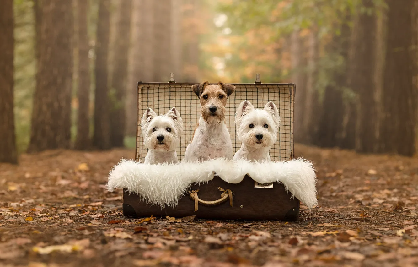 Photo wallpaper autumn, forest, dogs, Park, foliage, dog, fur, suitcase