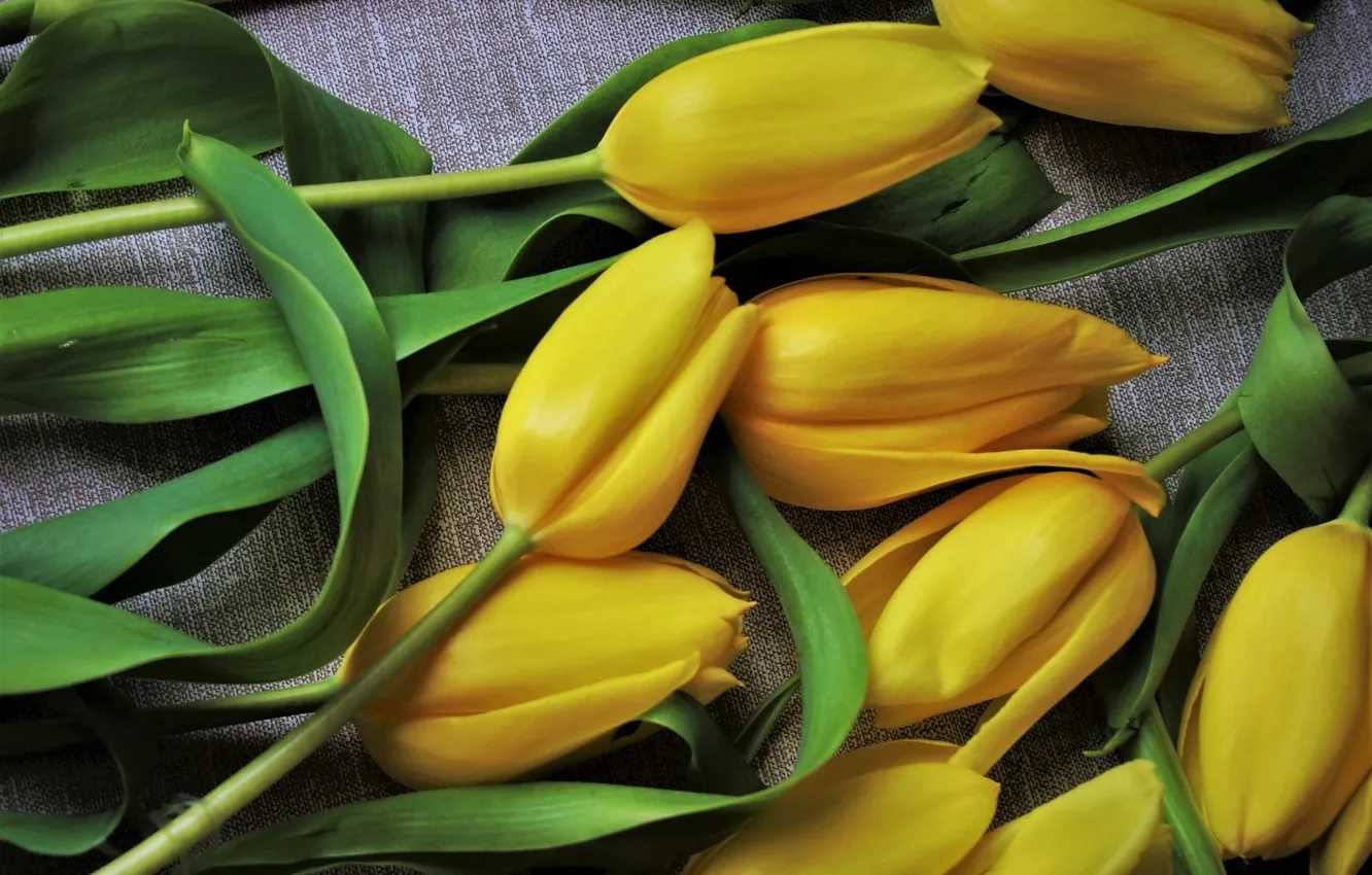 Photo wallpaper macro, yellow, tulips, fabric