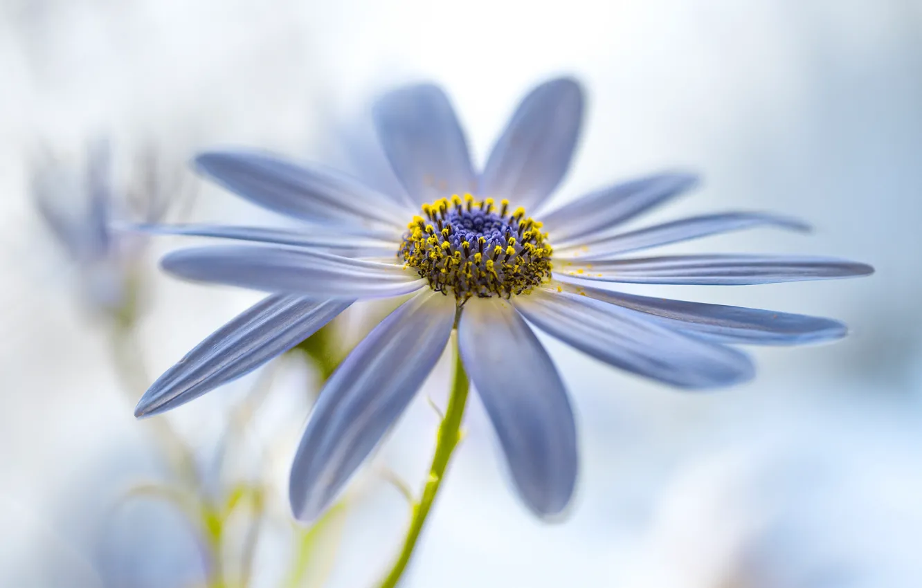 Photo wallpaper flowers, petals, Cineraria