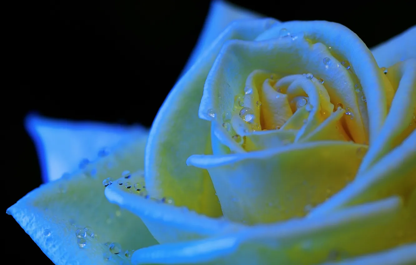 Photo wallpaper drops, flowers, Rosa, roses, petals