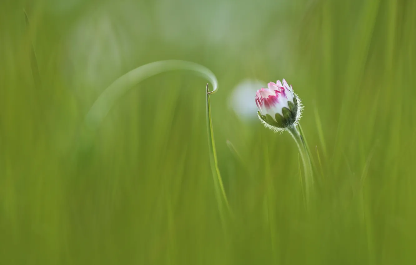 Photo wallpaper flower, grass, grass, flower, Anna Zuidema